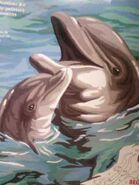 Dolphins