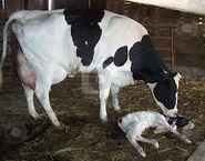Holstein Cow With her calf