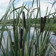 Cattails