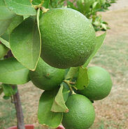 220px-Backyard limes