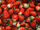 220px-Chandler strawberries.jpg