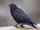 Raven
