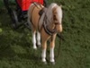 Pegasus
