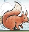 The Squirrel .jpg