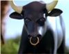 The Bull.jpg
