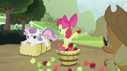 Apple Bloom in mezzo alle mele