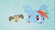 Rainbow Dash Owlowiscious 1 S02E07