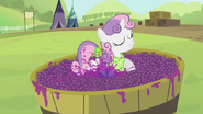 S2E05 Sweetie Belle stomping on the grapes