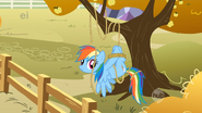 Rainbow dash enredada