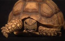 Mr. Sydney Turtle