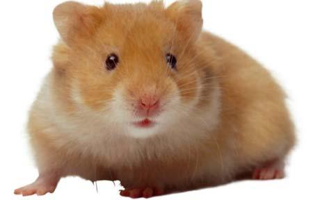 Hammy The Hamster | Myowntoystorygame Wiki | Fandom
