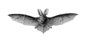 Fledermaus.png
