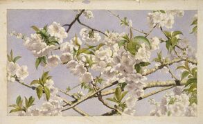 Apfelblüte