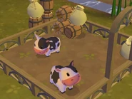 Roxie's cows.