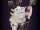 Rare Bowgart