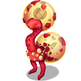 Red Prismatic Dandidoo