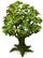PlantTreeMedium
