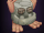Noggin