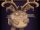 Epic Blabbit