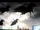 Dark Pegasi