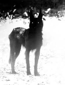 Guardian black dogs sale