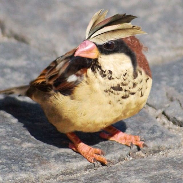 Fã de Pokémon encontra pássaro real muito parecido com o Pidgey