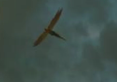 Mythicalbeastsrp Wiki