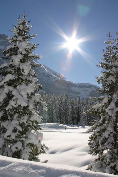 Snowy Forest and Mountain.jpg