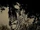 Ciguapas