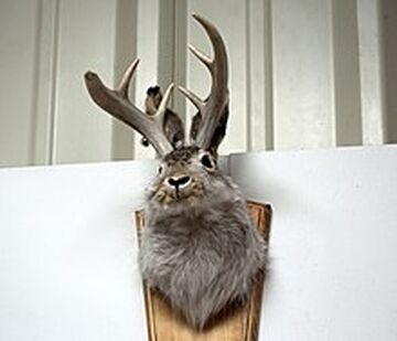 NIL DUE / NIL UNディフューザー JACKALOPE NIL DUE / NIL UN TOKYO - 【先行予約】セットアップ - PLUG ZIP