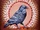 Crow (Wahn)