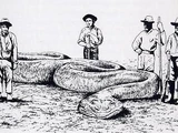 Boiuna