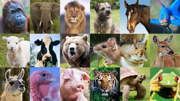 Animal Collage