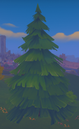 Pine tree