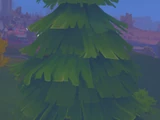 Pine Cone