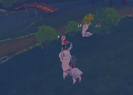 Sleeping llamas