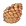 Pine Cone