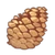 Pine Cone