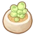 Succulent Plant