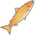 Golden Salmon