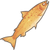 Golden Salmon.png