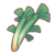 Coriander.png