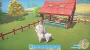 Riding Cotton Llama near Stable