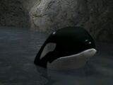 The Orca