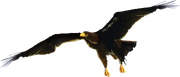 Eag.png