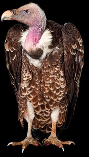 Vulture.jpg