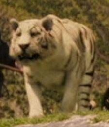 A white tiger