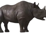 Rhinoceros