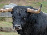 Bull