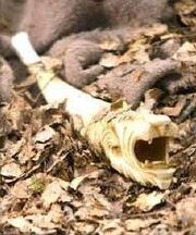 Susan's horn.jpg